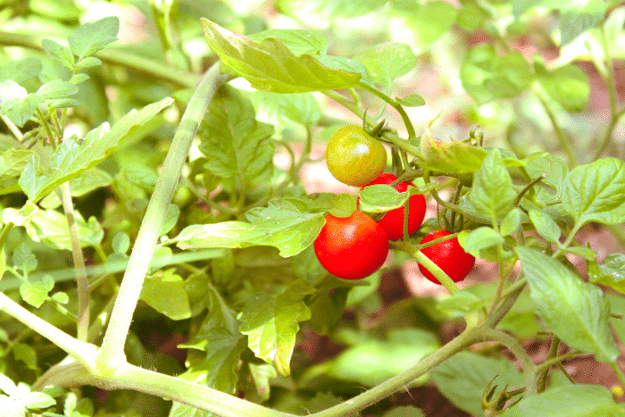 Tomatos_2 Tomatos_2