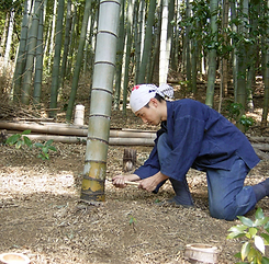 Coupe du bambou en fôret 